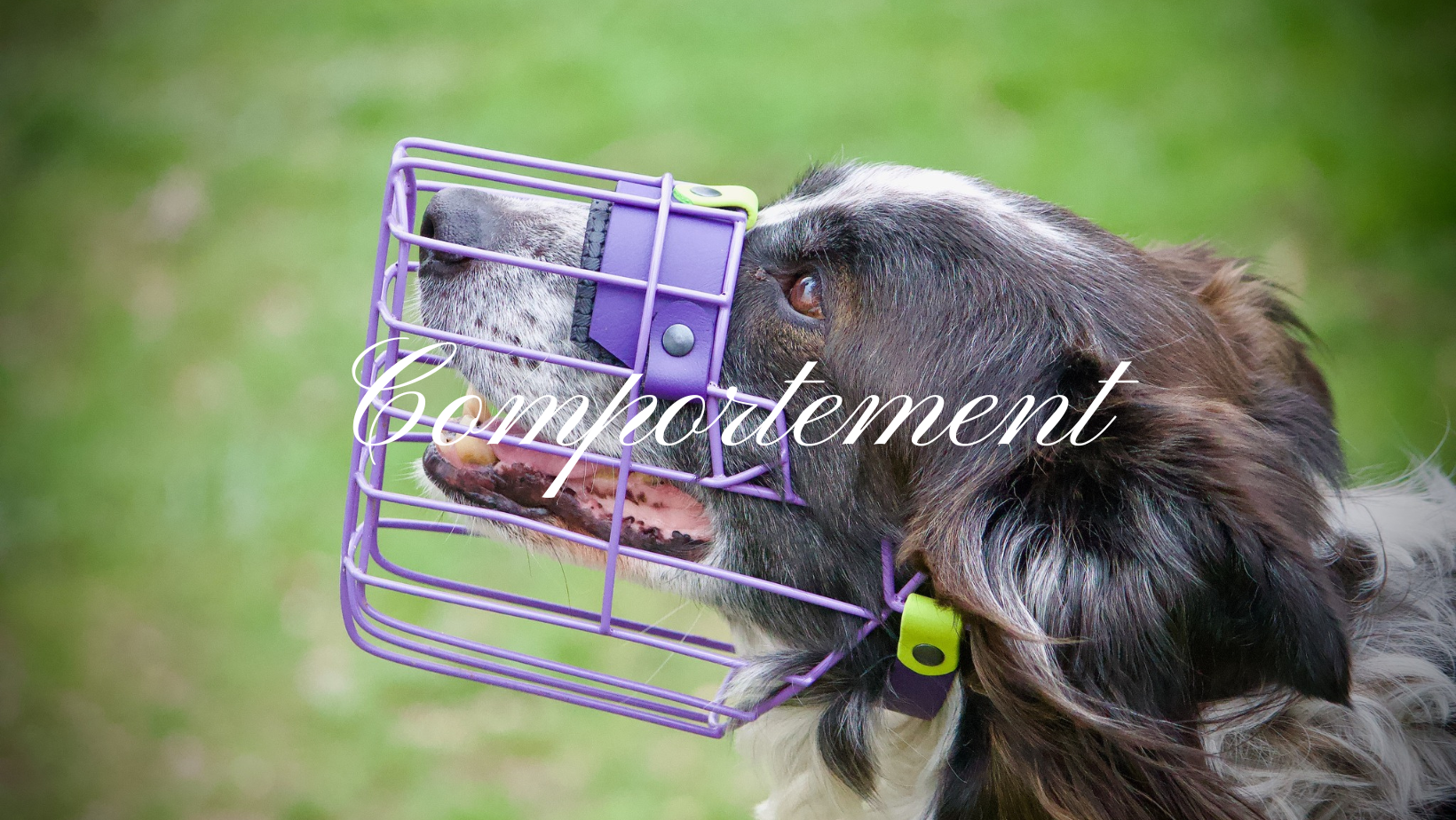 ComportementChienGenève