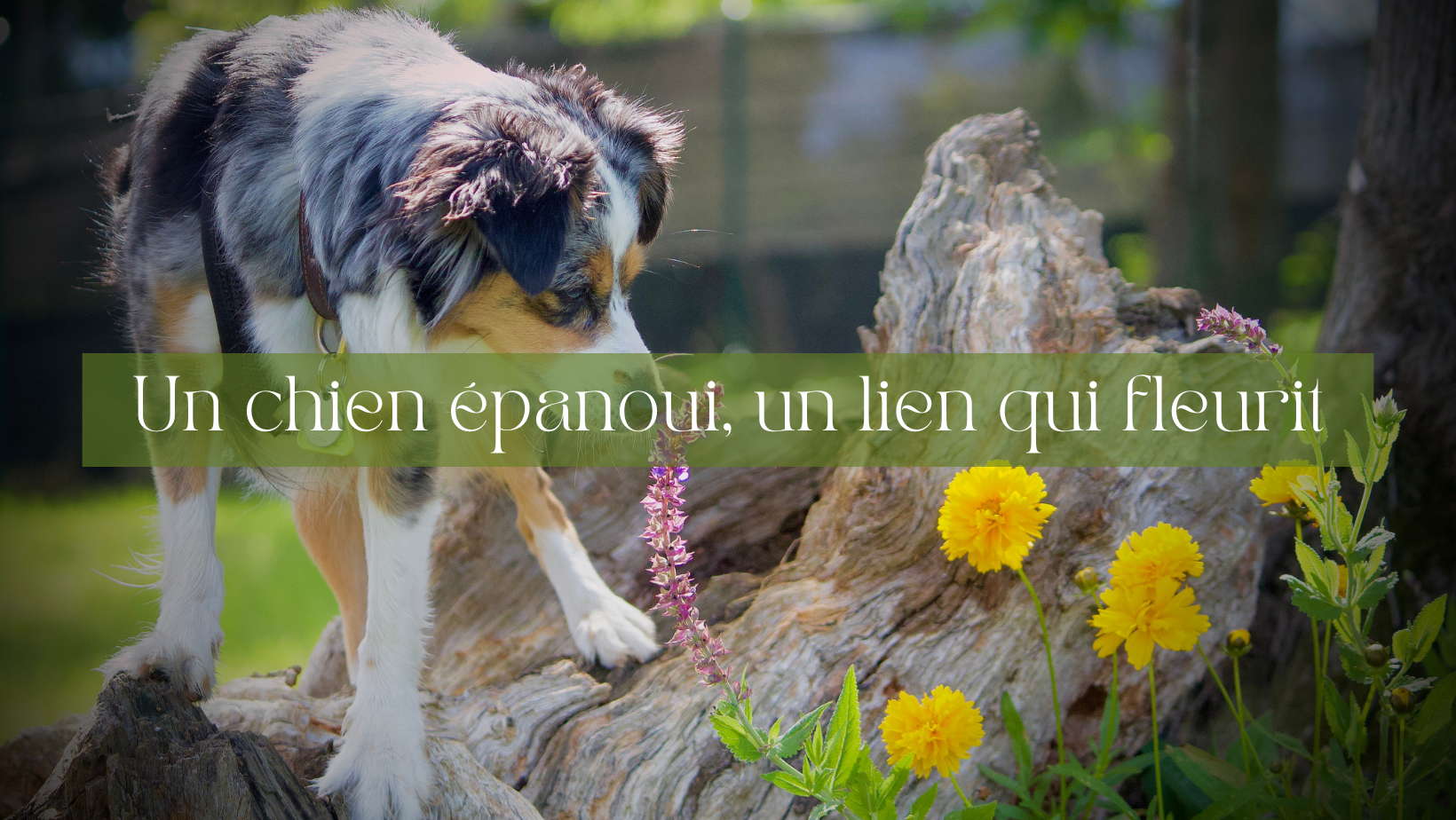 École Canine Genève